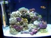 Fish and corals.JPG