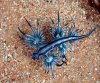 the-blue-dragon-mollusk-of-the-sea-nature-picture.jpg