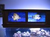 new tank and glass work 005.JPG